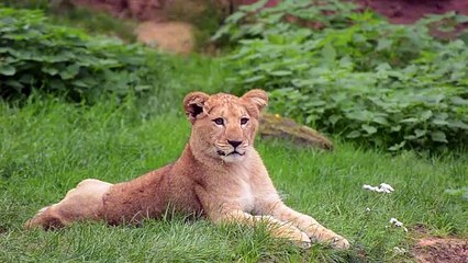 CONEXÃO ANIMAL N•21