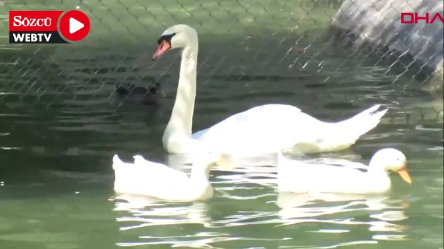 Kuğulu Park’ta 15 yıl sonra ilk kez beyaz kuğu doğdu