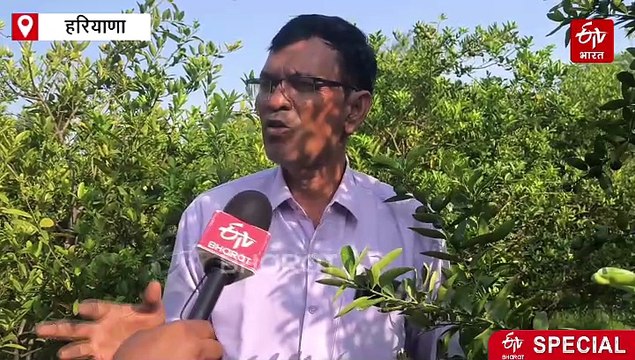 फरीदाबाद में बगैर बीज वाले और ताइवानी नींबू की खेती से बंपर कमाई, किसान यश मोहन के पास रिसर्च करने आ रहे स्टूडेंट्स