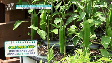 아빠와 함께 옥수수 모종 심기, 중2 아들은 마음을 열 수 있을까?