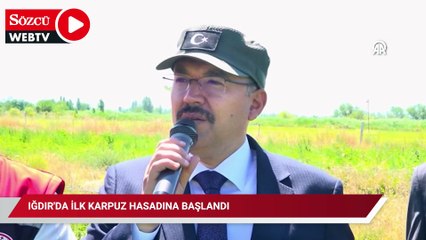 Iğdır'da rekor karpuz hasadı: Yerli tohumlar fark yaratıyor
