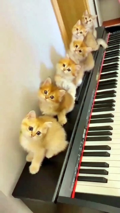 Cat videos | cute cats kittens part- 4 😻🐾  #shorts #cat #catvideos #shortvideo  #trending #animals #cats #trendingreels  #trending #shorts #love #musicandnature1