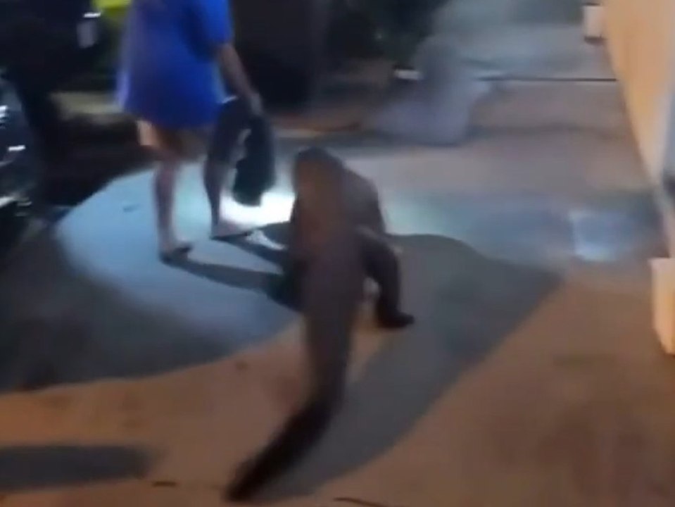 1,83-meter-alligator schlendert vor motel umher