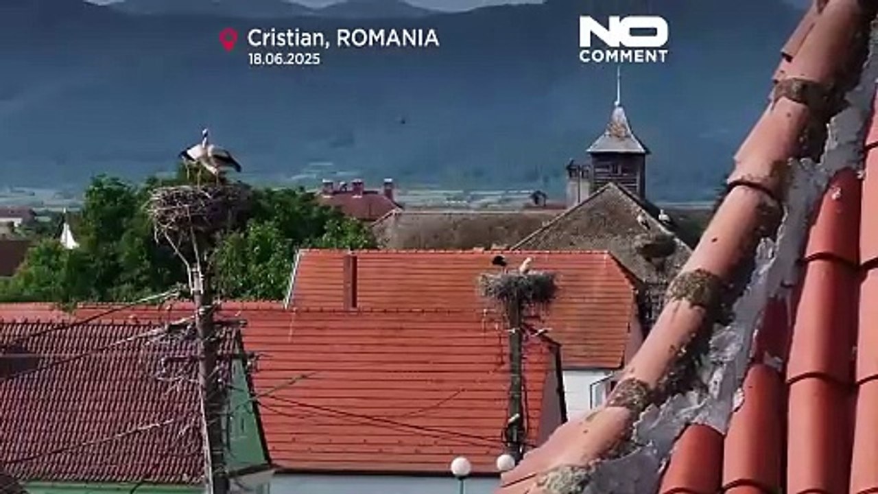 Le famose cicogne bianche di Cristian vengono monitorate per la conservazione