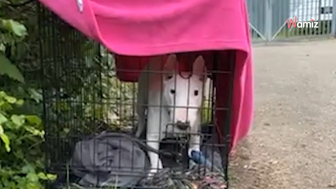 Animal shelter worker finds cage, letter left beside it sends chills down spine