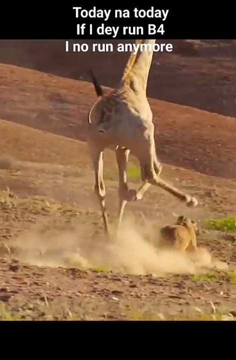 animal fighting zarrafa