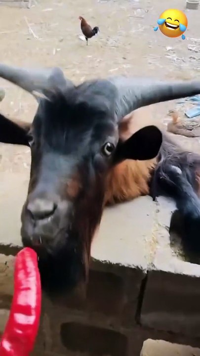 goat eating