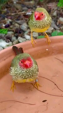 Star finches Bathing _bird _birds _aviary _finch _birdbath