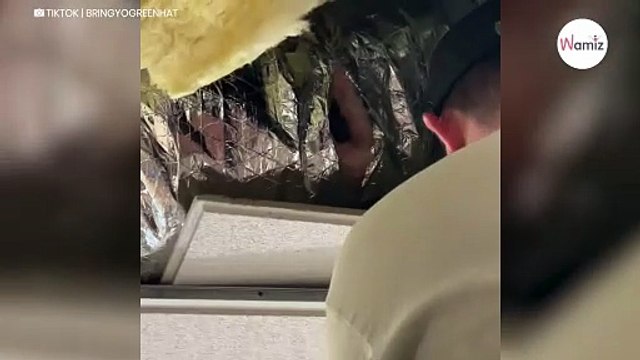 Lehrer hören seltsame Geräusche: Als sie in die Decke schauen, trauen sie ihren Augen nicht