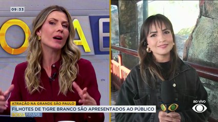 Filhotes de tigre brancos são apresentados ao público em SP