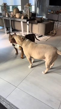 Dog Playfully Holds Other Dog's Face in Their Mouth