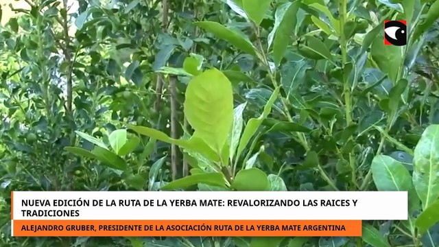 Nueva edición de la Ruta de la Yerba Mate revalorizando las raices y tradiciones