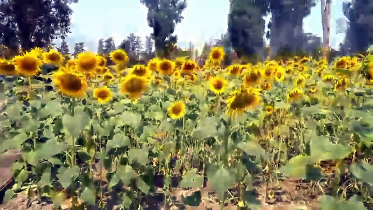 حقول دوار الشمس من ولاية البليدة.