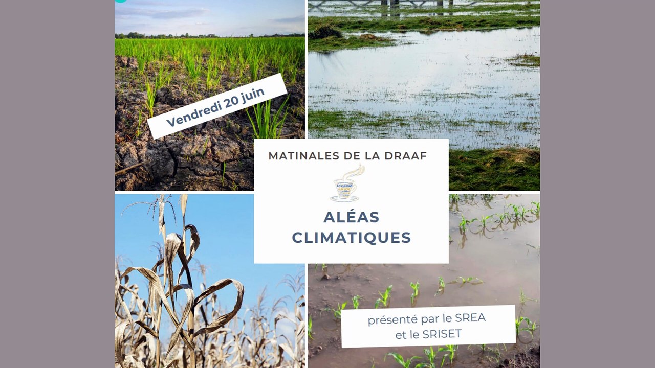 Matinales de la DRAAF -  aléas climatiques 20 juin 2025