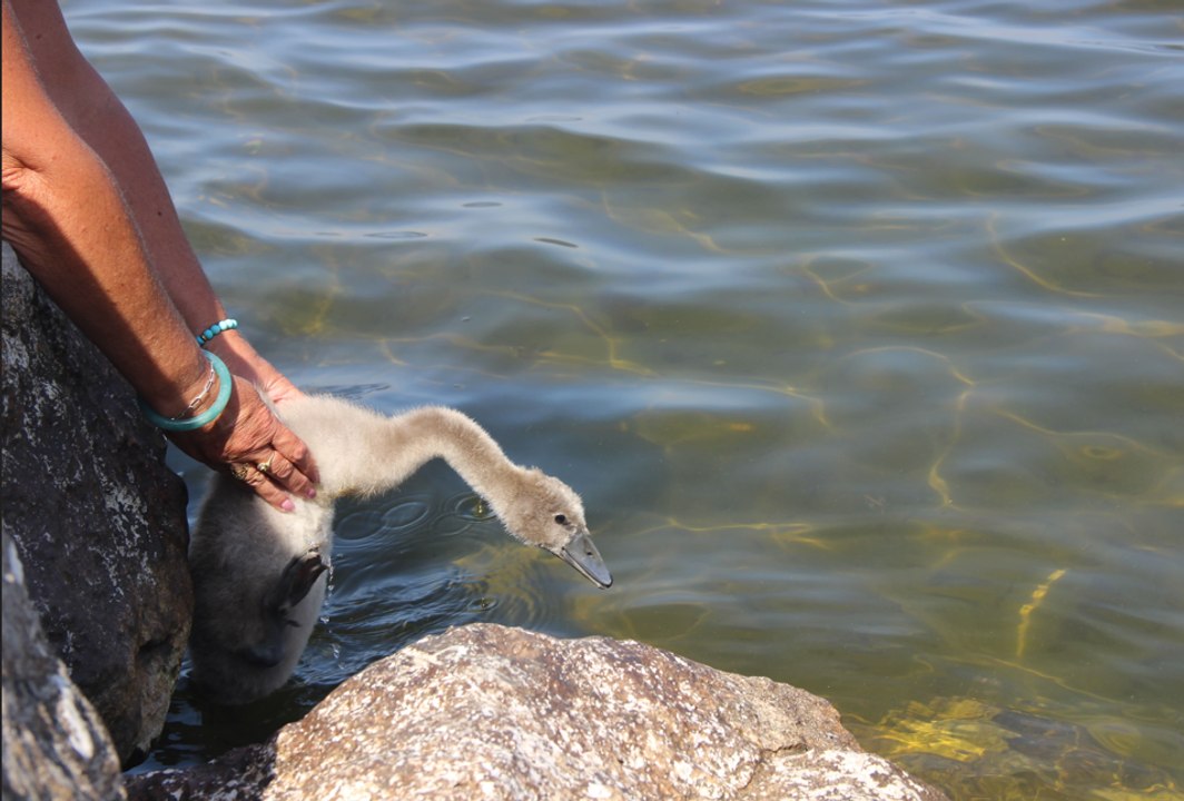 Un cygne regagne son habitat naturel après avoir été soigné à Gastes