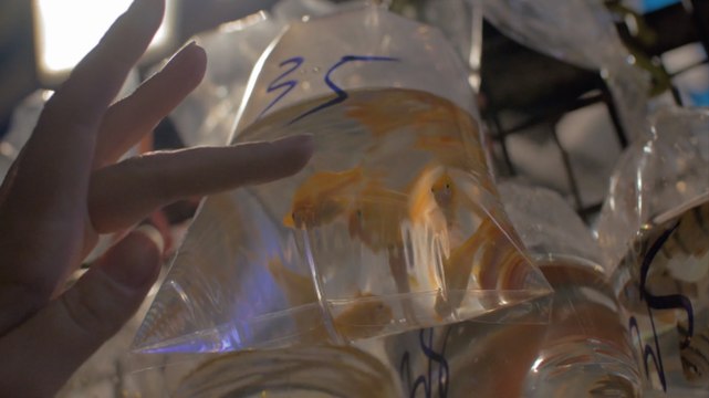 Should Wales ban goldfish as prizes?