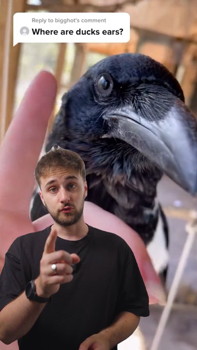 Les OISEAUX ont des OREILLES