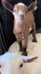 Baby Goat Smiles at Camera
