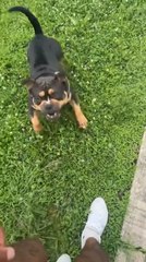 Man Gets Scared When Dog Tries to Attack Him