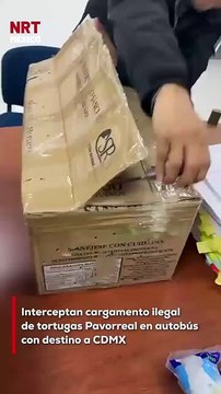Más de 3,400 tortugas Pavorreal fueron halladas dentro de una caja de cartón en un autobús en San Cristóbal de las Casas, Chiapas; se presume que serían vendidas ilegalmente en la CDMX.
