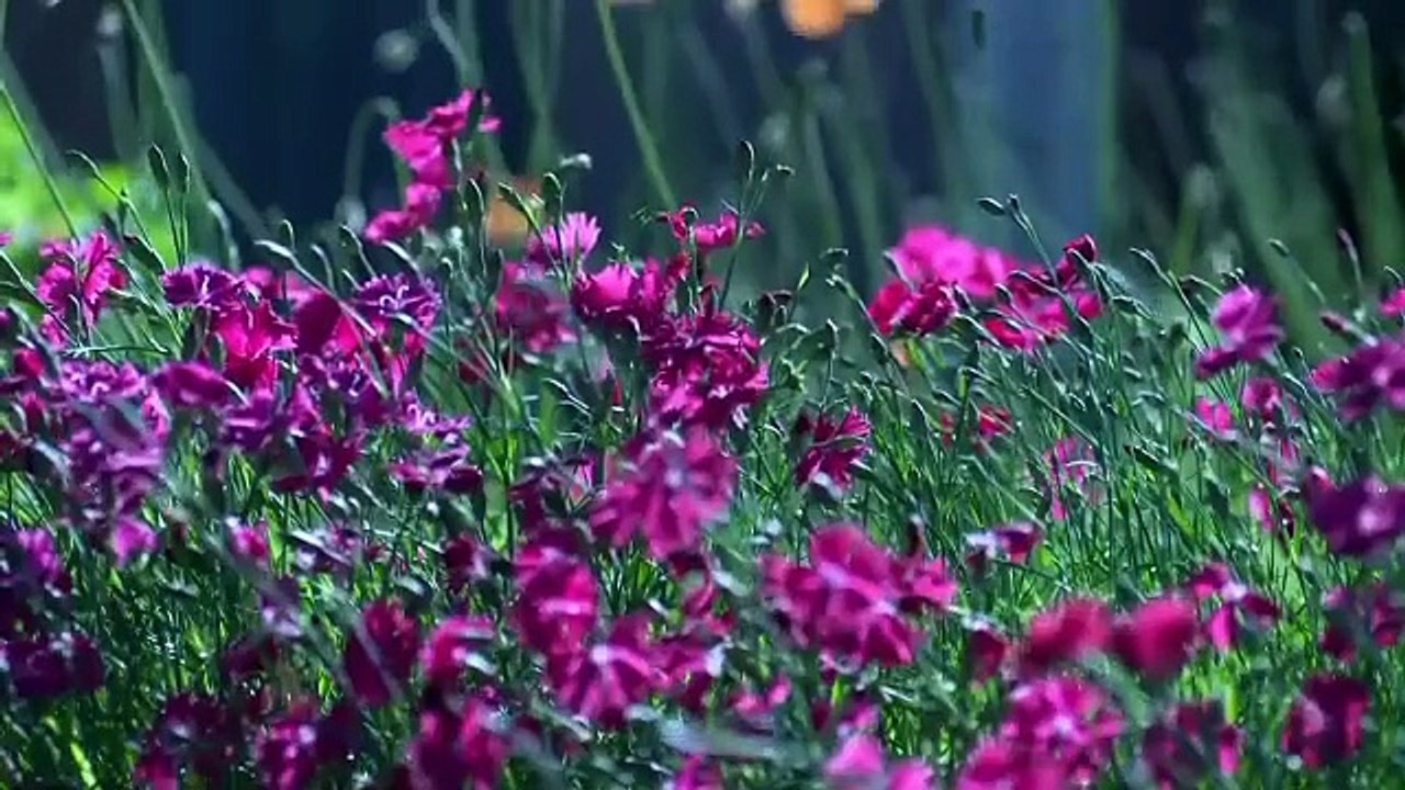 30 Minute Super Deep Meditation Music • Relax Mind Body,Inner peace, Healing Music ‎#Norway‎#United States of America ‎#USA ‎#Australia ‎#Sweden‎#Demmark ‎#Canada ‎#English ‎#German ‎#France‎#Viral‎