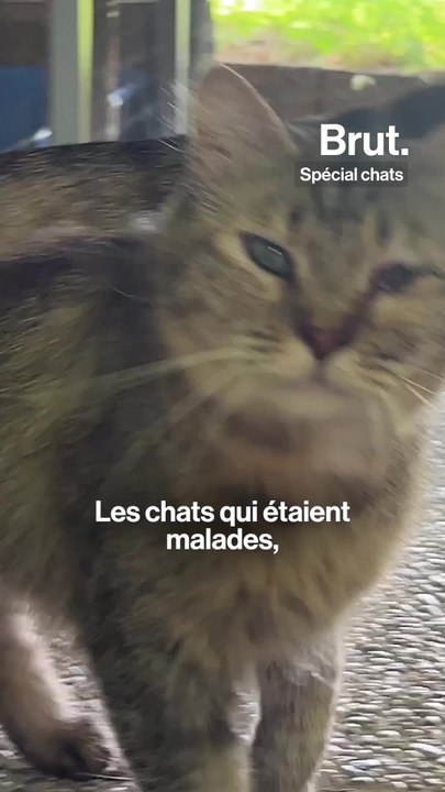 Elle a créé "l'EhpadCat", un lieu pour offrir une belle fin de vie aux chats malades ou âgés
