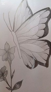 “Butterfly & Flower in 60 Seconds 🦋✏️”Description:Watch a butterfly come to life in just 60 seconds! A quick look at my latest pencil sketch — from petal outlines to detailed shading.✨ Follow @TJSketches for more relaxing sketching videos!