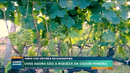 Terra de JK, Diamantina se destaca pela produção de vinhos