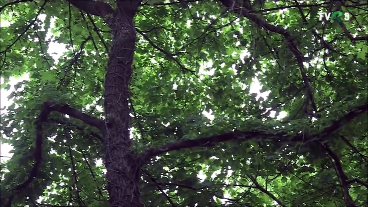 Liliana Oncioiu - Eu sunt fata din Sirnea (Din arhiva TVR - TVR 3 - 09.06.2025)