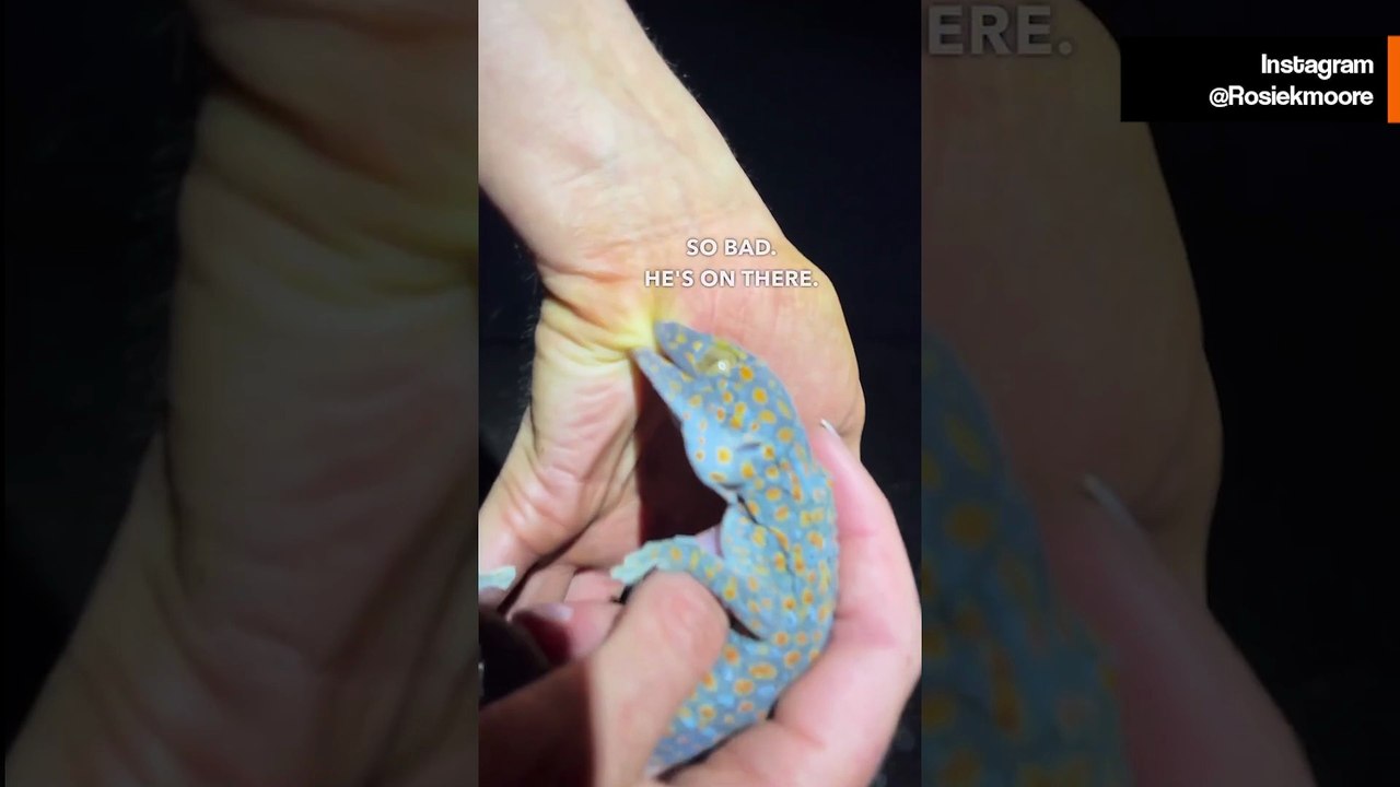 Pieni mutta voimakas: Tokay-gekon purema | Biologi Rosie Mooren video