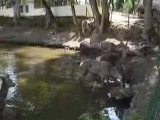 Journée au parc Animalier du Quinquis