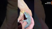 Klein, aber gefährlich: Die Kraft des Tokay-Geckos | Video von Biologin Rosie Moore