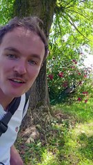 Les habitants de ce quartier se battent pour garder Léon le paon