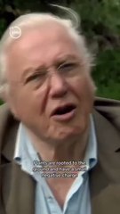 Does Plants Emits Energy.