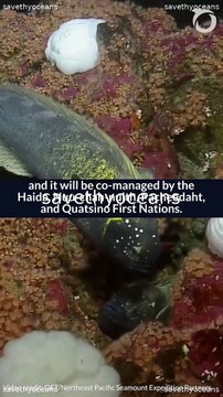 Celebrating Tang. É¢wan Â· á¸¤aÄxÊ·iqak Â· TsigÌ±i Canada's Newest Marine Protected Area