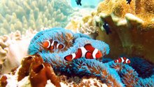 OCEAN PARADISE