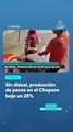 Sin diésel, producción de peces en el Chapare baja un 25%