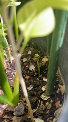 Bitter melon - fresh