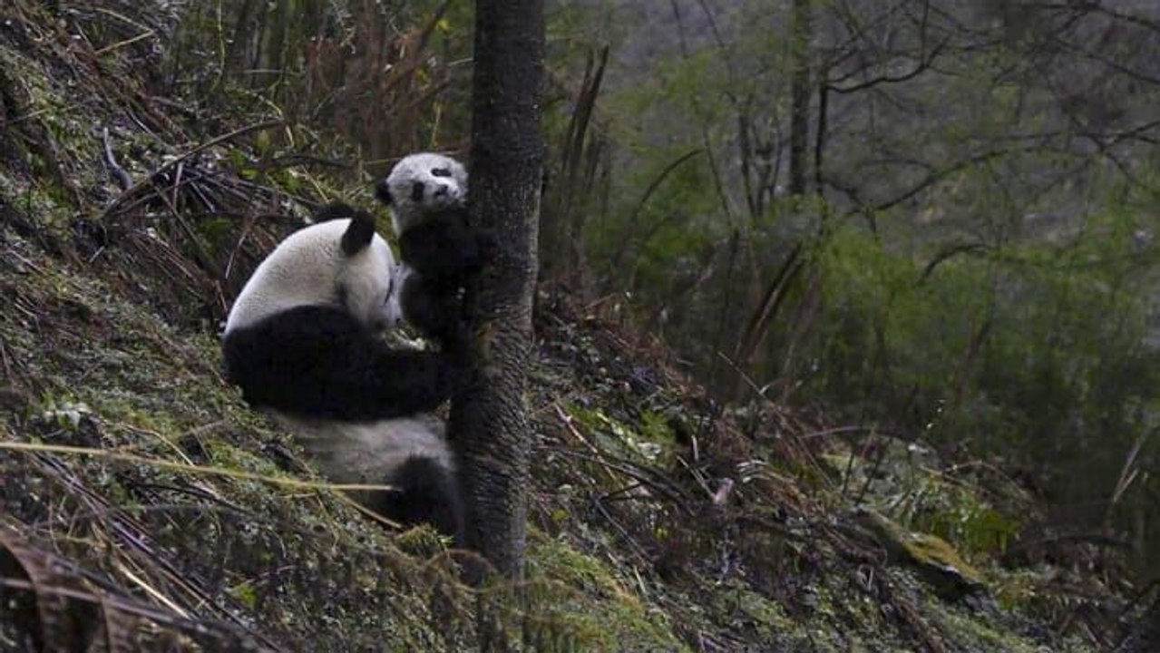 4 saisons au royaume du panda