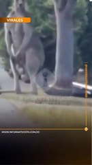 Asombro en Queensland: avistan canguro gigante de más de 2,5 metros