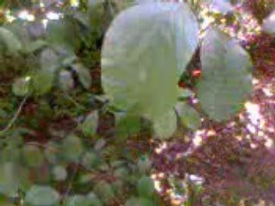 Foret (1)