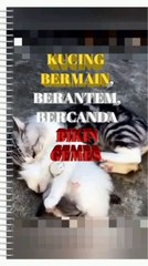 Cat behavior while playing