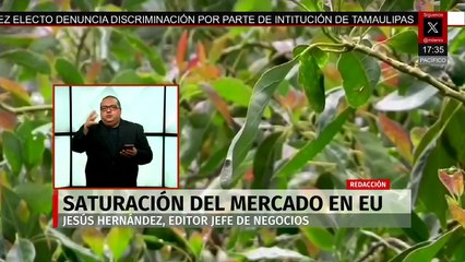 Ante la saturación de aguacate en el mercado estadounidense, aguacateros rematan su producto