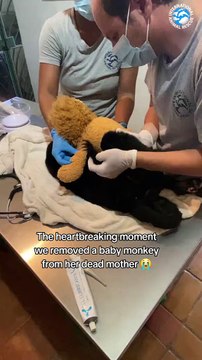 The world needs to know that this is happening! Sign the petition at the link in bio and let Estrellita’s story be the one that finally encourages change!