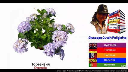 Visual Dict with Audio орхидея, гортензия, ячмень, пачка сигаретolo