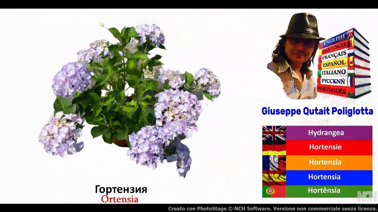 Visual Dict with Audio орхидея, гортензия, ячмень, пачка сигаретolo