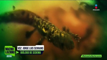 Este es el único lugar en México que logró reproducir, en cautiverio, al ajolote de arroyo de montaña