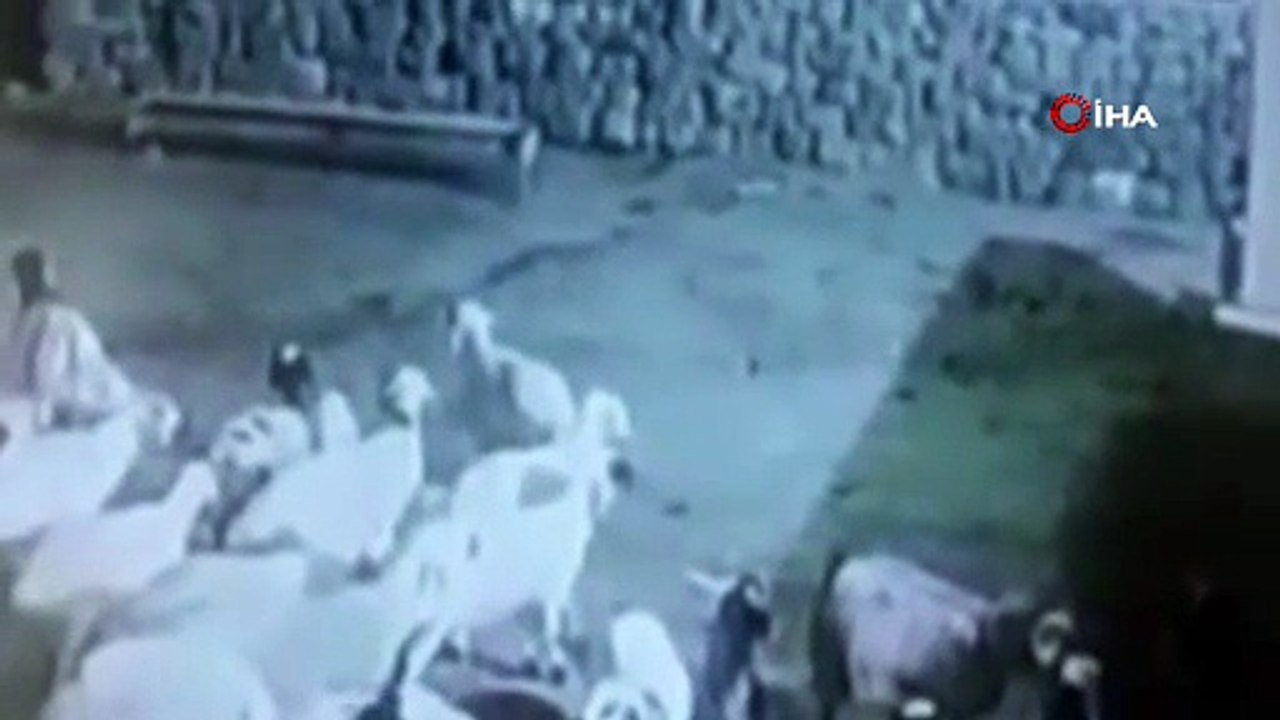 Kurdun kaptığı koyun ölü taklidi yaparak kurtuldu