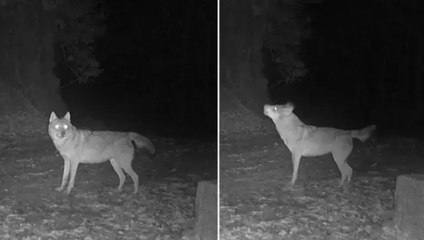 Küre Dağları’ndaki kurtlar fotokapanla görüntülendi