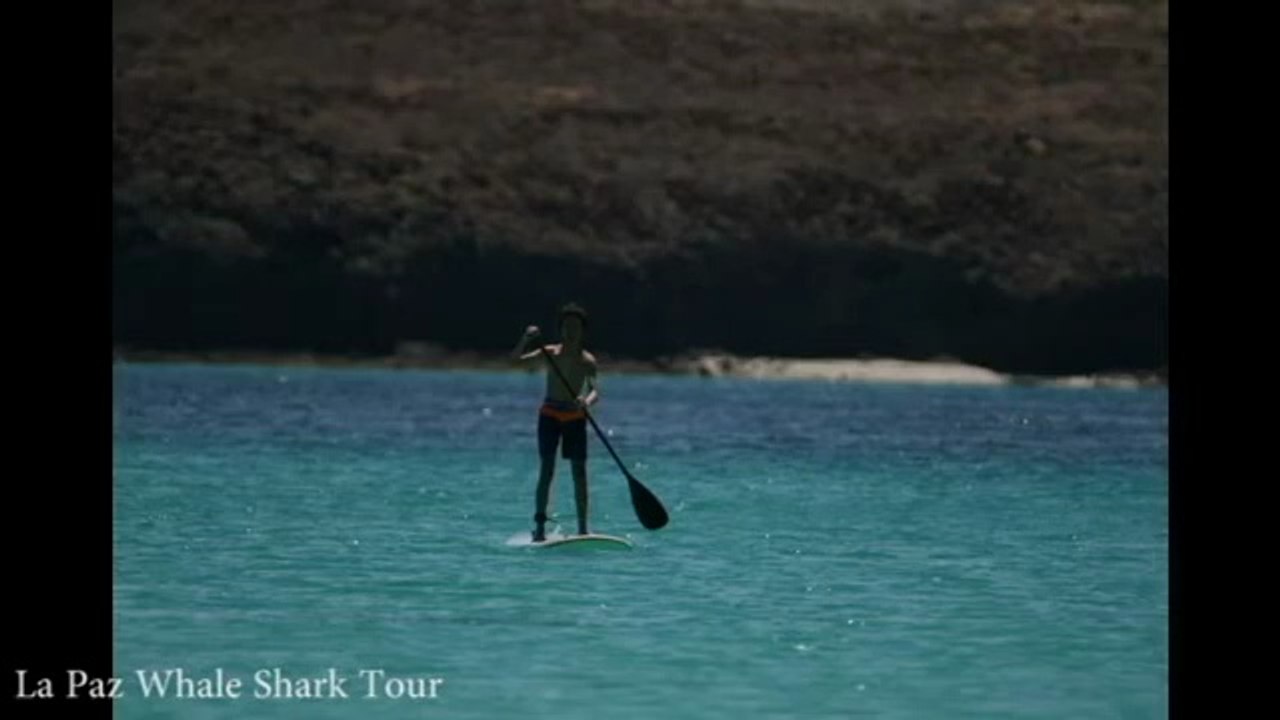 Day out with the whale sharks.